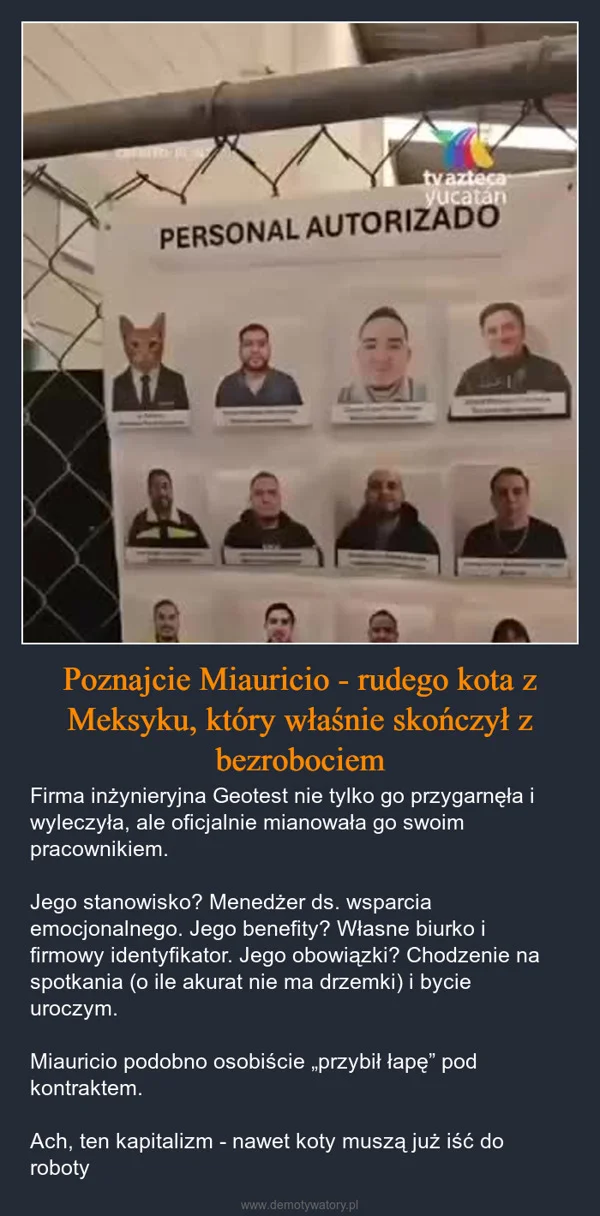 Poznajcie Miauricio - rudego kota z Meksyku, który właśnie skończył z bezrobociem