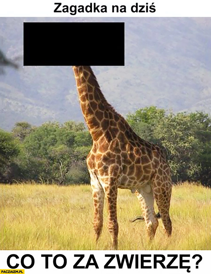 
    Zagadka na dziś: co to za zwierze? żyrafa