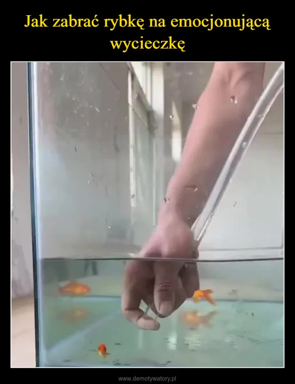 
    Jak zabrać rybkę na emocjonującą wycieczkę