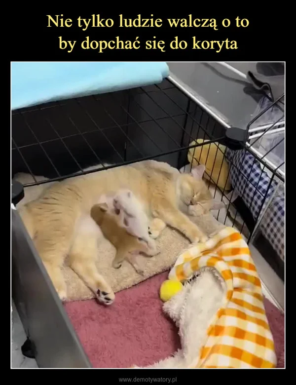 
    Nie tylko ludzie walczą o to by dopchać się do koryta