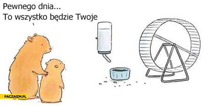 
    Pewnego dnia to wszystko będzie Twoje chomik
