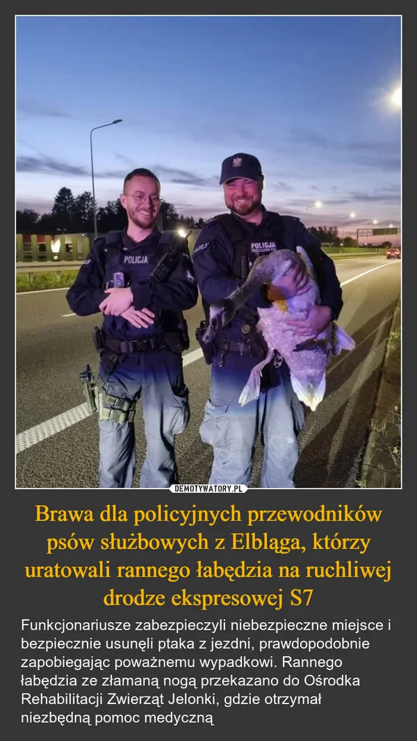 
    Brawa dla policyjnych przewodników psów służbowych z Elbląga, którzy uratowali rannego łabędzia na ruchliwej drodze ekspresowej S7