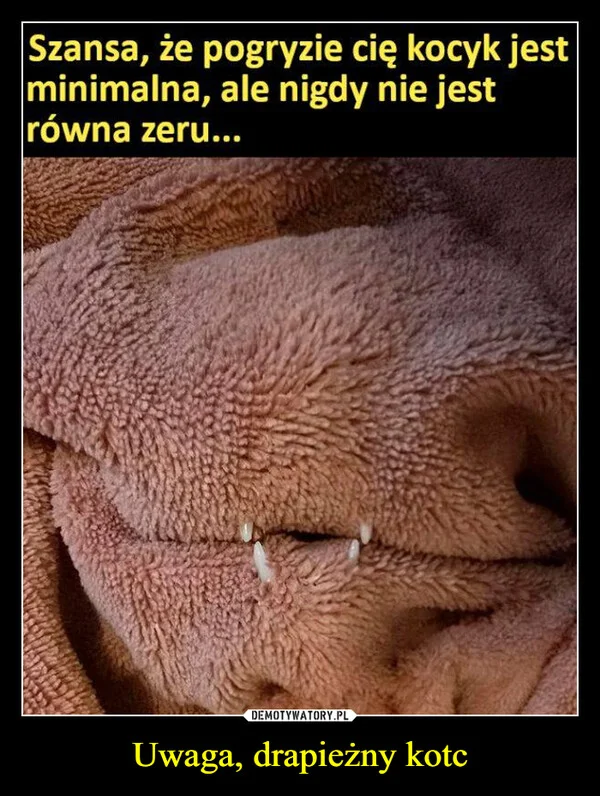 
    Uwaga, drapieżny kotc