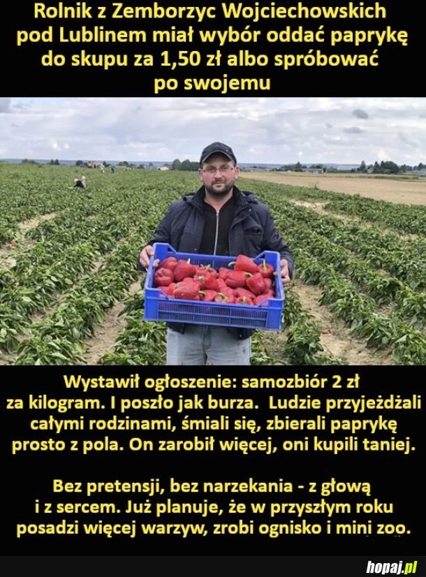 Rolnik z Zemborzyc Wojciechowskich pod Lublinem miał wybór oddać paprykę do skupu za 1,50 zł albo spróbować po swojemu