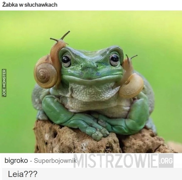 Żabka w słuchawkach