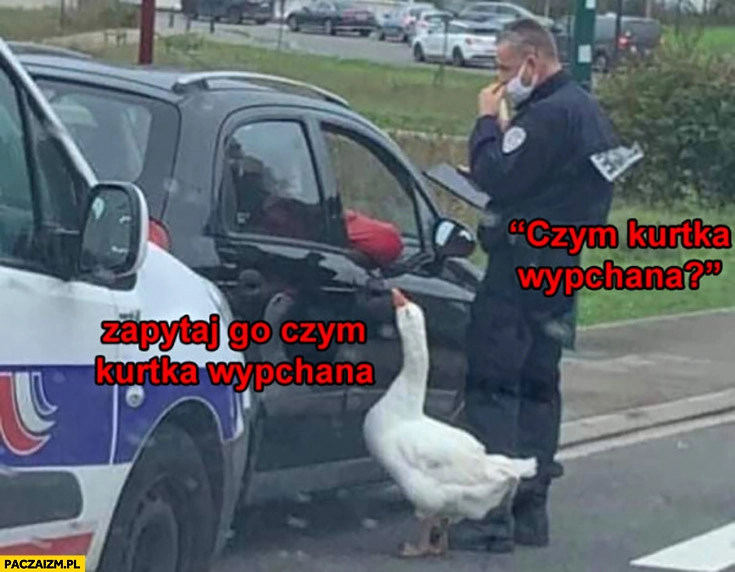 Gęś do policjanta kontrolującego kierowcę: zapytaj go czym kurtka wypchana