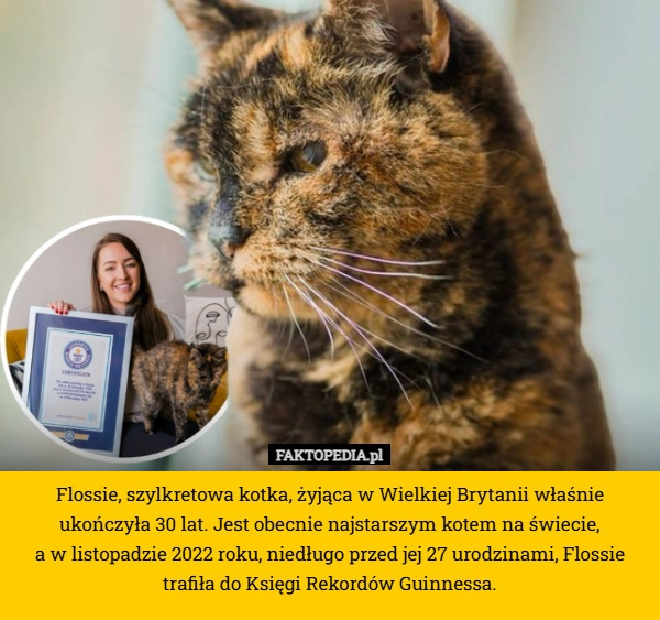Flossie, szylkretowa kotka, żyjąca w Wielkiej Brytanii właśnie ukończyła