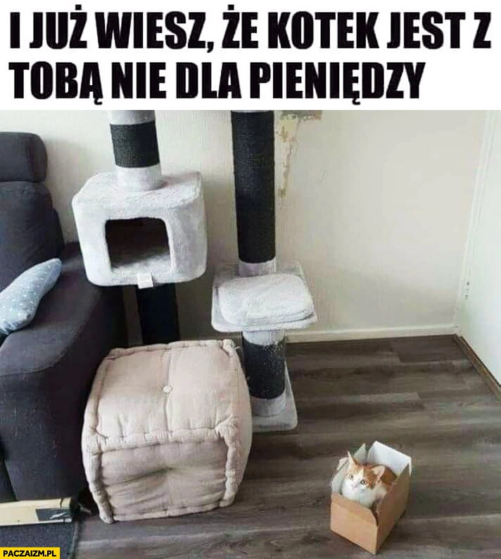 
    Kot woli pudełko zamiast domku zabawki już wiesz, że kotek jest z Tobą nie dla pieniędzy