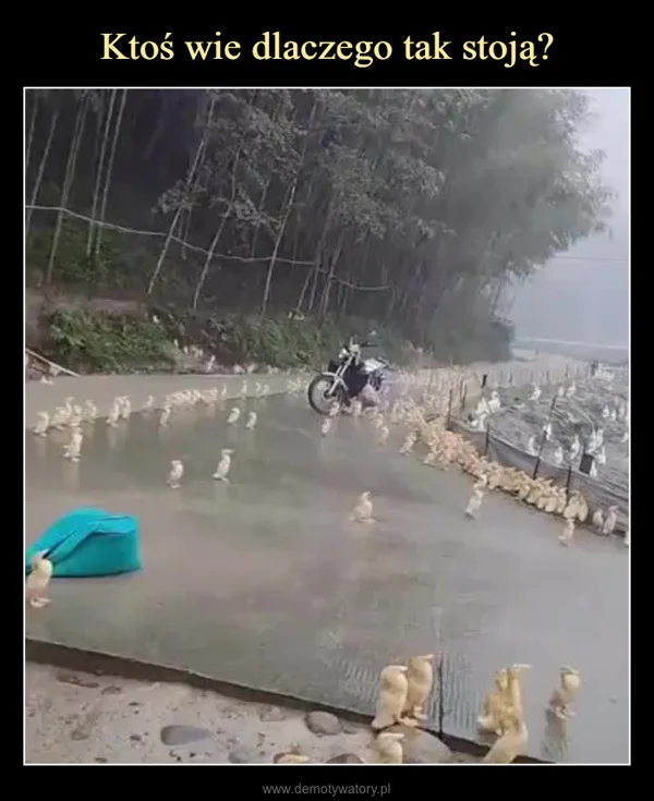 
    Ktoś wie dlaczego tak stoją?