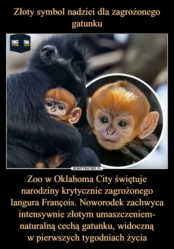 Złoty symbol nadziei dla zagrożonego gatunku Zoo w Oklahoma City świętuje narodziny krytycznie zagrożonego langura François. Noworodek zachwyca intensywnie złotym umaszczeniem- naturalną cechą gatunku, widoczną w pierwszych tygodniach życia