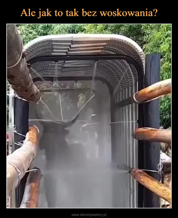 Ale jak to tak bez woskowania?