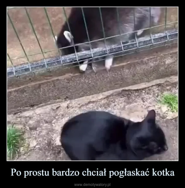 
    Po prostu bardzo chciał pogłaskać kotka