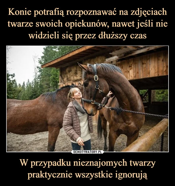 
    Konie potrafią rozpoznawać na zdjęciach twarze swoich opiekunów, nawet jeśli nie widzieli się przez dłuższy czas W przypadku nieznajomych twarzy praktycznie wszystkie ignorują