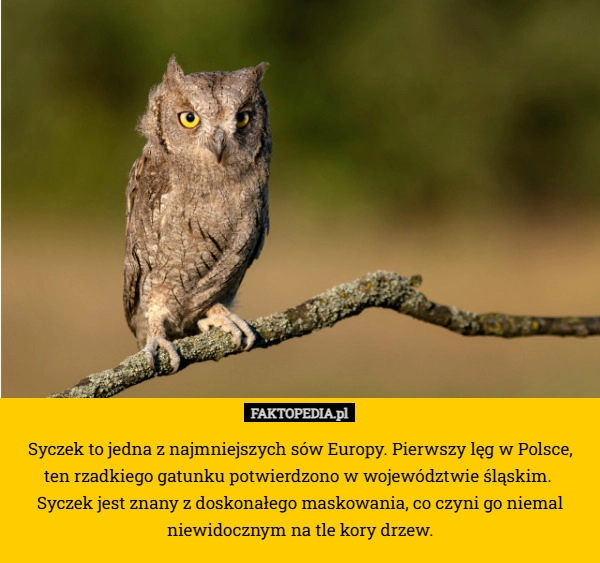
    Syczek to jedna z najmniejszych sów Europy. Pierwszy lęg w Polsce, ten rzadkiego
