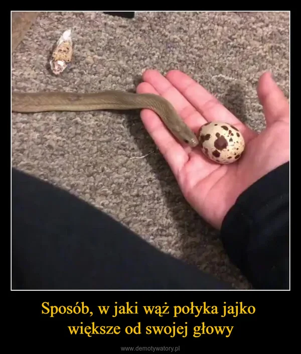 
    Sposób, w jaki wąż połyka jajko większe od swojej głowy