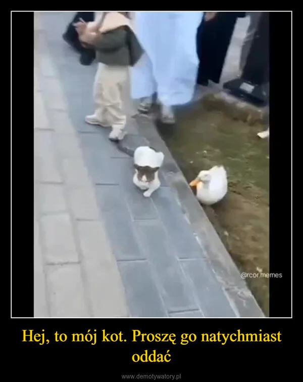 
    Hej, to mój kot. Proszę go natychmiast oddać