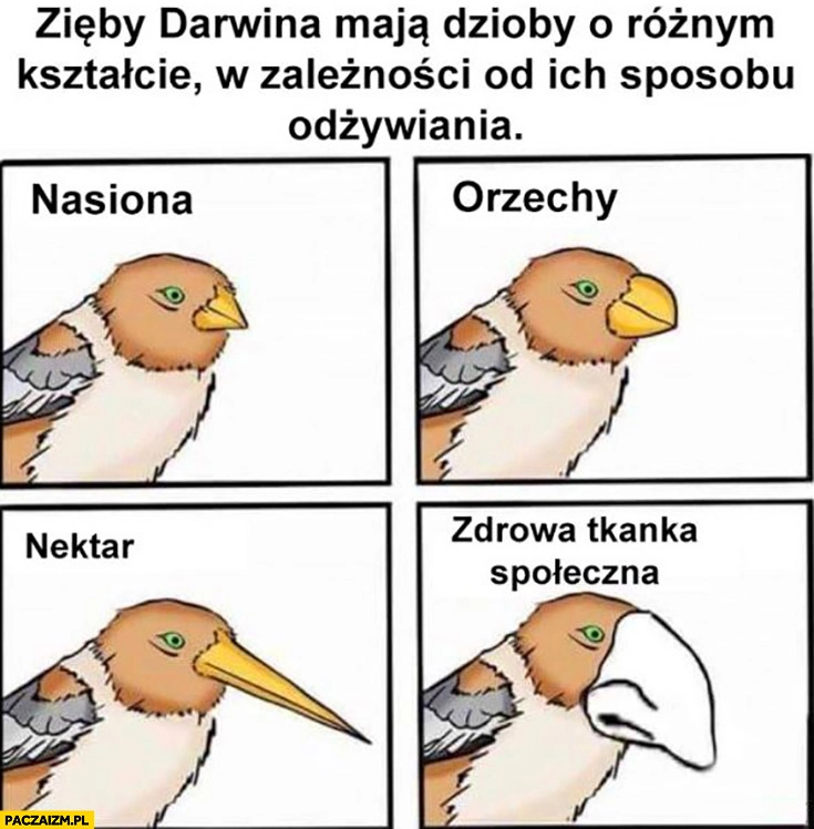 
    Zięby Darwina mają dzioby o rożnym kształcie w zależności od sposobu odżywiania nasiona orzechy nektar zdrowa tkanka społeczna Żyd Żydzi