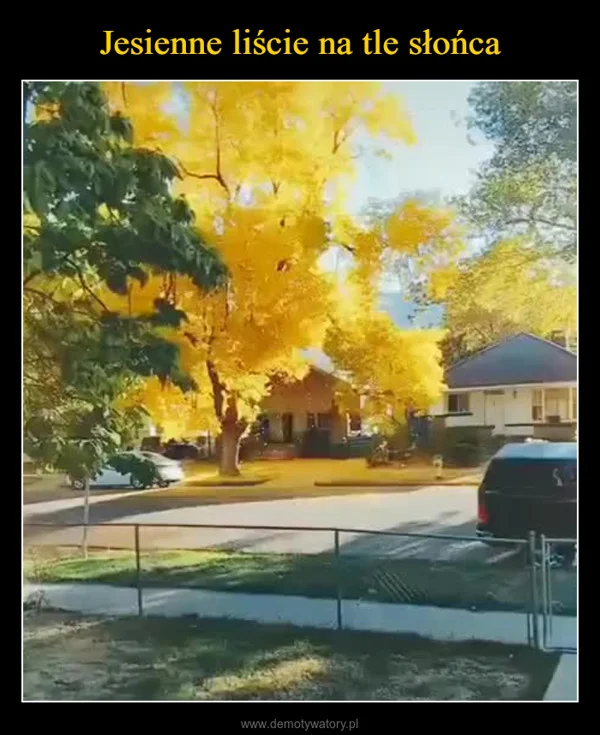 
    Jesienne liście na tle słońca