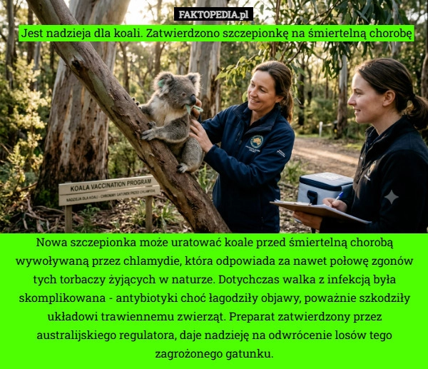 Jest nadzieja dla koali. Zatwierdzono szczepionkę na śmiertelną chorobę