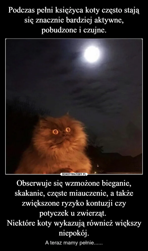 Podczas pełni księżyca koty często stają się znacznie bardziej aktywne, pobudzone i czujne. Obserwuje się wzmożone bieganie, skakanie, częste miauczenie, a także zwiększone ryzyko kontuzji czy potyczek u zwierząt. Niektóre koty wykazują również większy niepokój.