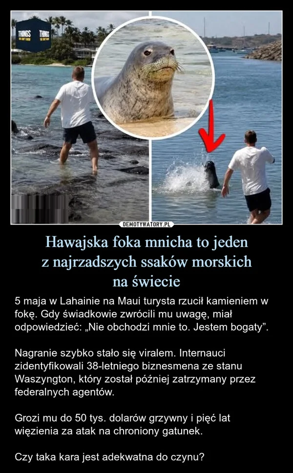 
    Hawajska foka mnicha to jeden z najrzadszych ssaków morskich na świecie