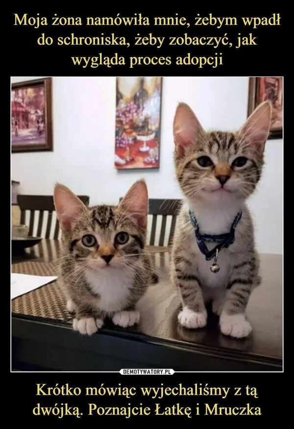 
    Moja żona namówiła mnie, żebym wpadł do schroniska, żeby zobaczyć, jak wygląda proces adopcji Krótko mówiąc wyjechaliśmy z tą dwójką. Poznajcie Łatkę i Mruczka