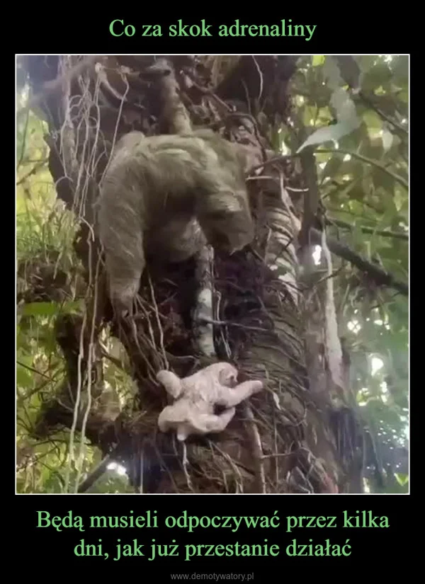 
    Co za skok adrenaliny Będą musieli odpoczywać przez kilka dni, jak już przestanie działać