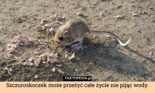 Szczuroskoczek może przeżyć całe życie nie pijąc wody.