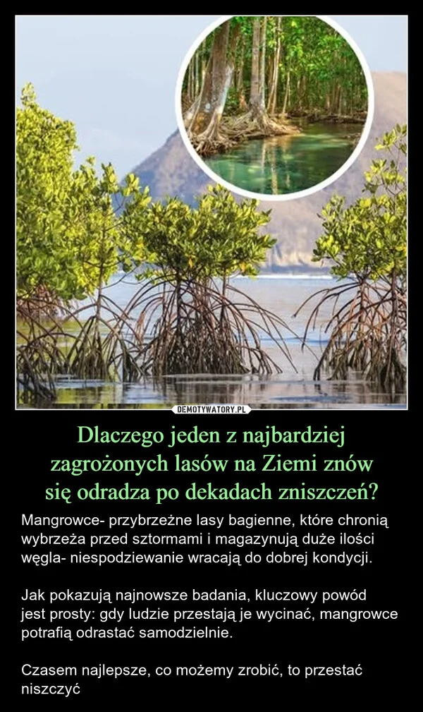 Dlaczego jeden z najbardziej zagrożonych lasów na Ziemi znów się odradza po dekadach zniszczeń?
