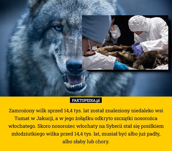 Zamrożony wilk sprzed 14,4 tys. lat został znaleziony niedaleko wsi Tumat