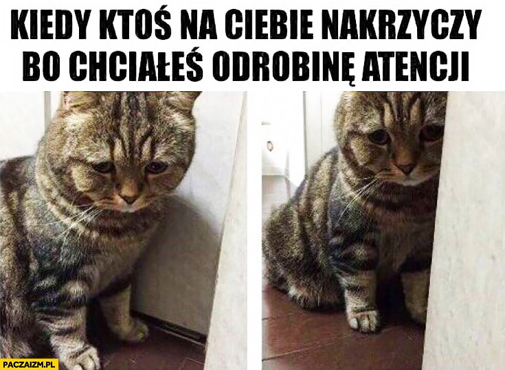 Kiedy ktoś na Ciebie nakrzyczy bo chciałeś odrobinę atencji smutny kot