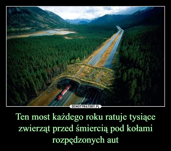 Ten most każdego roku ratuje tysiące zwierząt przed śmiercią pod kołami rozpędzonych aut