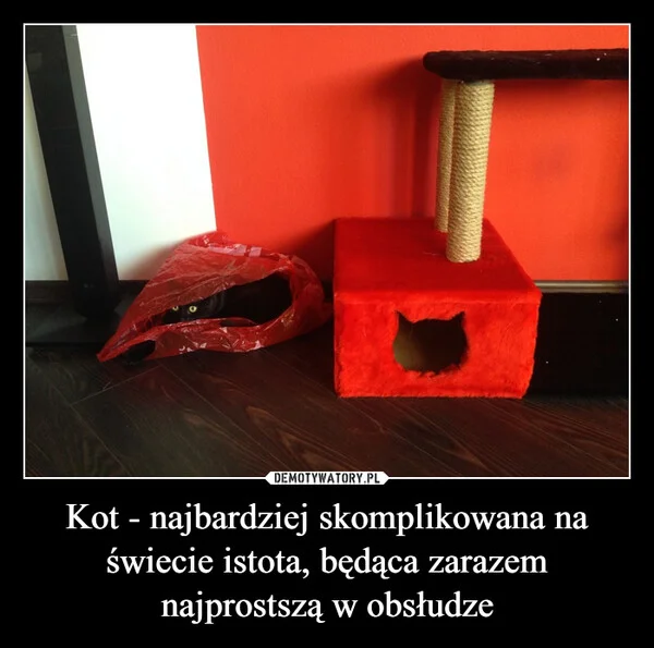 
    Kot - najbardziej skomplikowana na świecie istota, będąca zarazem najprostszą w obsłudze
