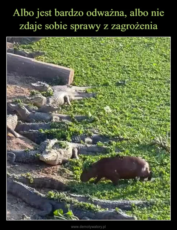 
    Albo jest bardzo odważna, albo nie zdaje sobie sprawy z zagrożenia