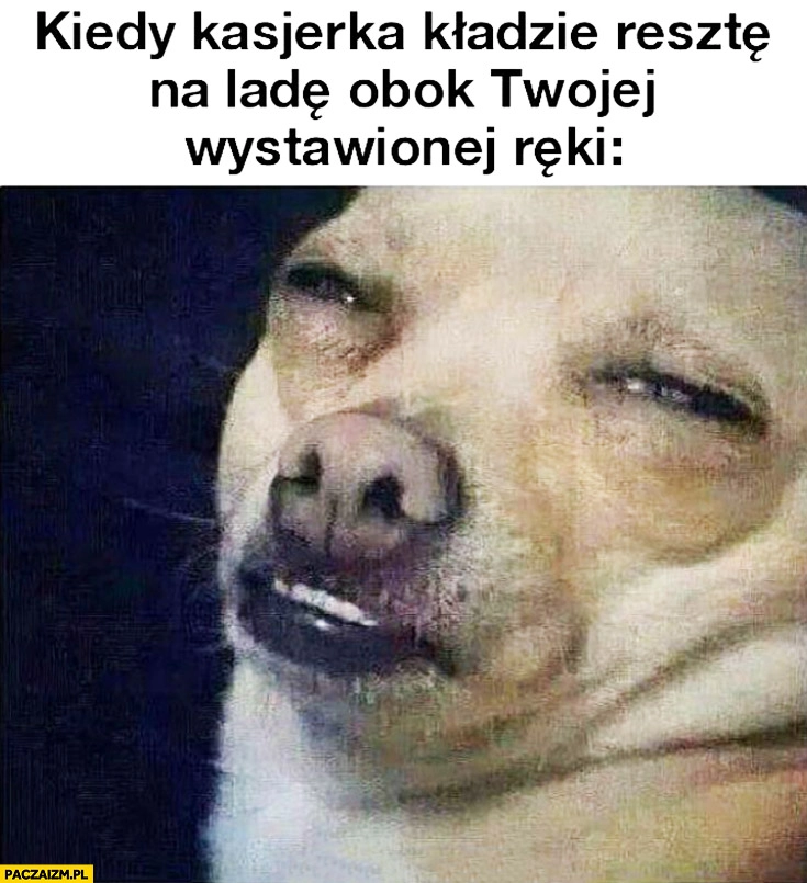 Kiedy kasjerka kladzie resztę na ladę obok Twojej wystawionej ręki pies