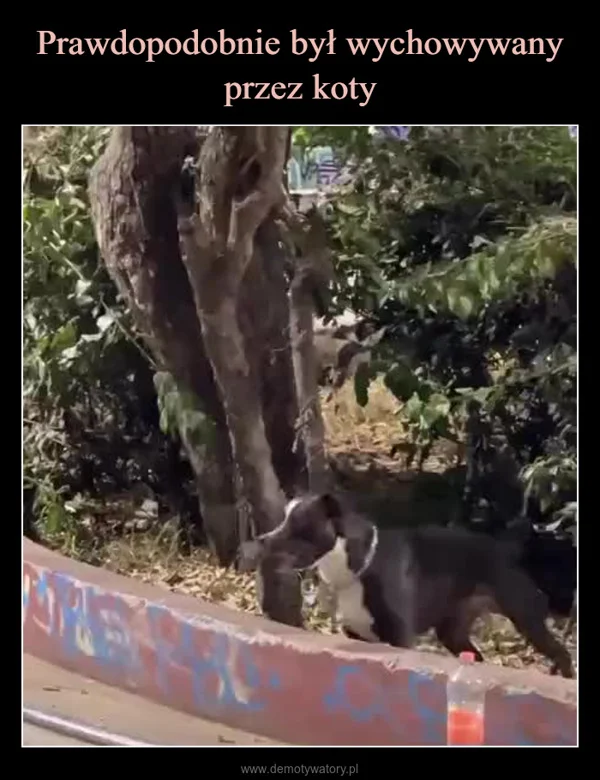 
    Prawdopodobnie był wychowywany przez koty
