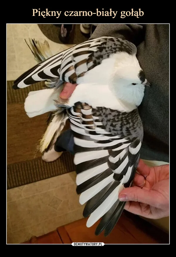 
    Piękny czarno-biały gołąb