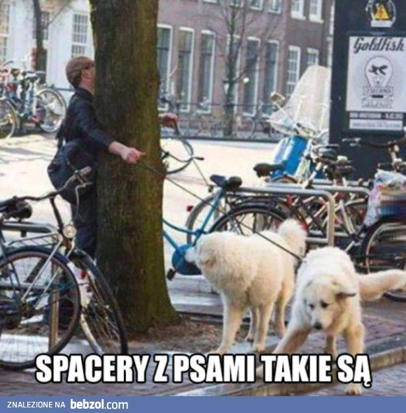 Spacer z psami
