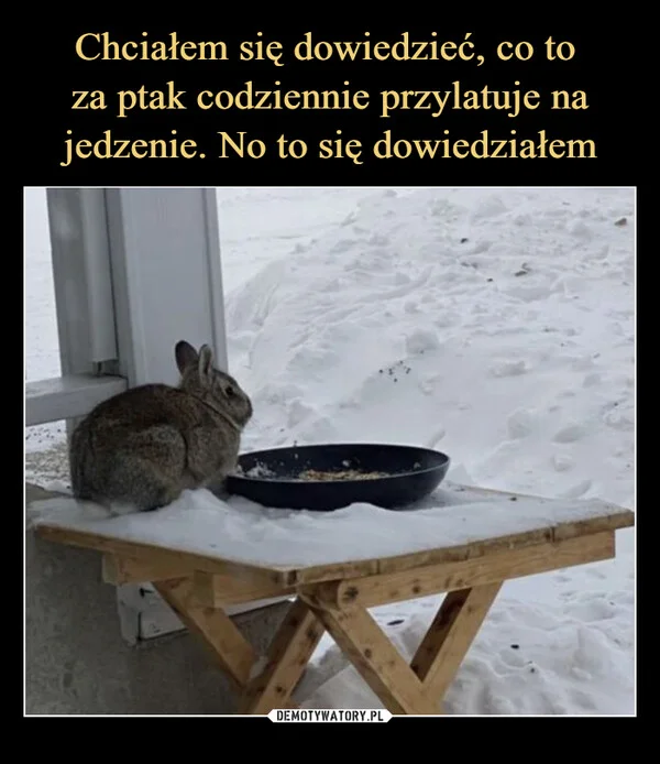 Chciałem się dowiedzieć, co to za ptak codziennie przylatuje na jedzenie. No to się dowiedziałem