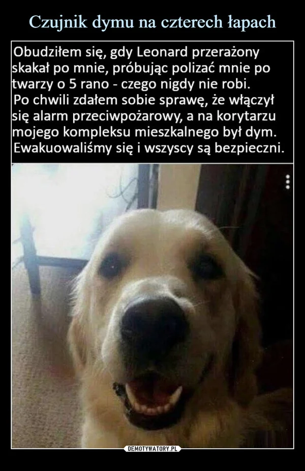 Czujnik dymu na czterech łapach