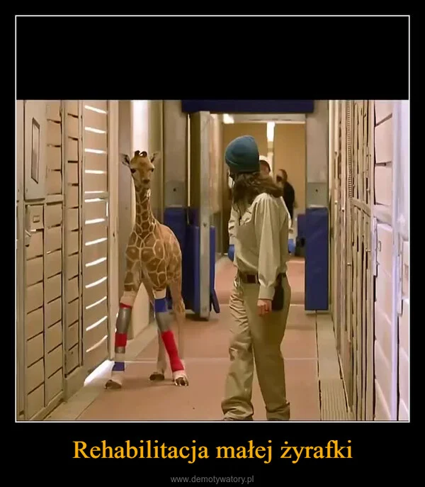 Rehabilitacja małej żyrafki