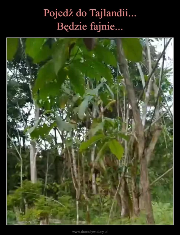 Pojedź do Tajlandii... Będzie fajnie...