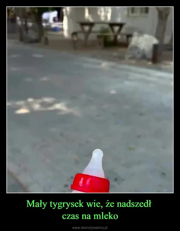 
    Mały tygrysek wie, że nadszedł czas na mleko