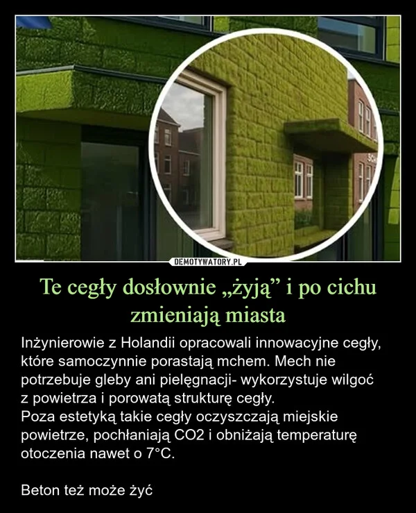 Te cegły dosłownie „żyją” i po cichu zmieniają miasta