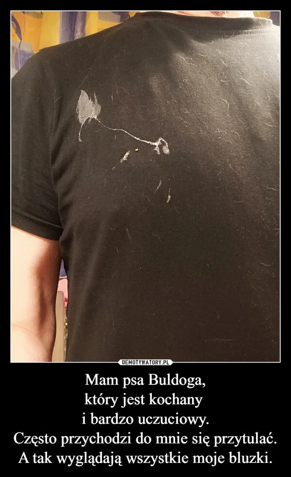 
    Mam psa Buldoga, który jest kochany i bardzo uczuciowy. Często przychodzi do mnie się przytulać. A tak wyglądają wszystkie moje bluzki.