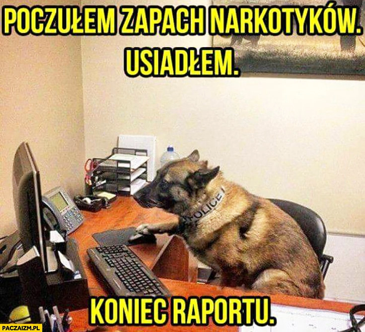 Poczułem zapach narkotyków, usiadłem, koniec raportu. Pies policyjny przy komputerze