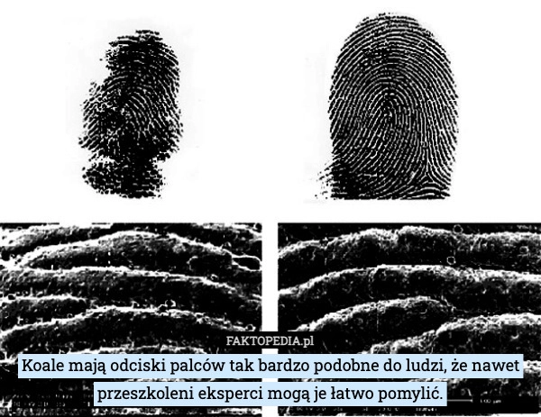 
    Koale mają odciski palców tak bardzo podobne do ludzi, że nawet przeszkoleni