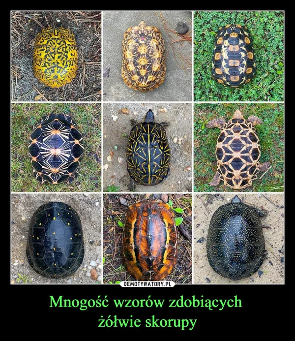 
    Mnogość wzorów zdobiących żółwie skorupy