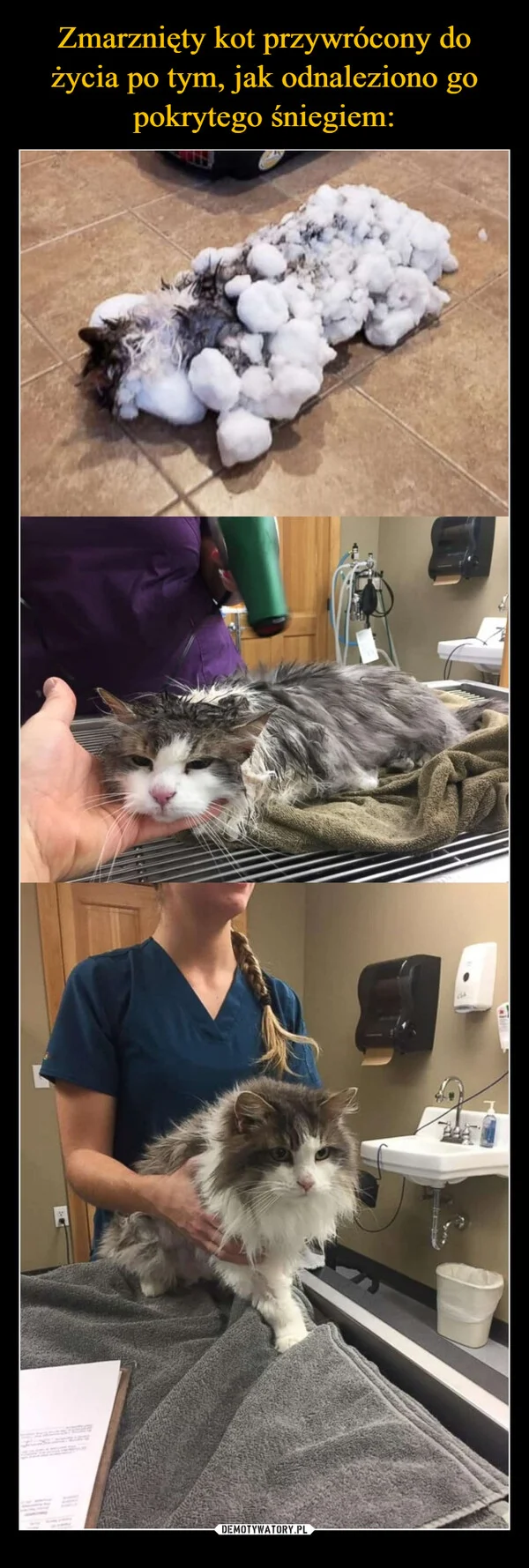 Zmarznięty kot przywrócony do życia po tym, jak odnaleziono go pokrytego śniegiem: