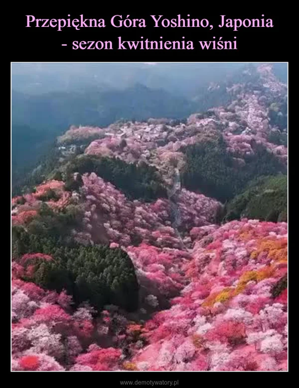 
    Przepiękna Góra Yoshino, Japonia - sezon kwitnienia wiśni